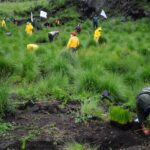 people planting trees